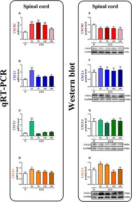 Pharmacological Blockade of Spinal CXCL3/CXCR2 Signaling by NVP CXCR2 20, a Selective CXCR2 Antagonist, Reduces Neuropathic Pain Following Peripheral Nerve Injury